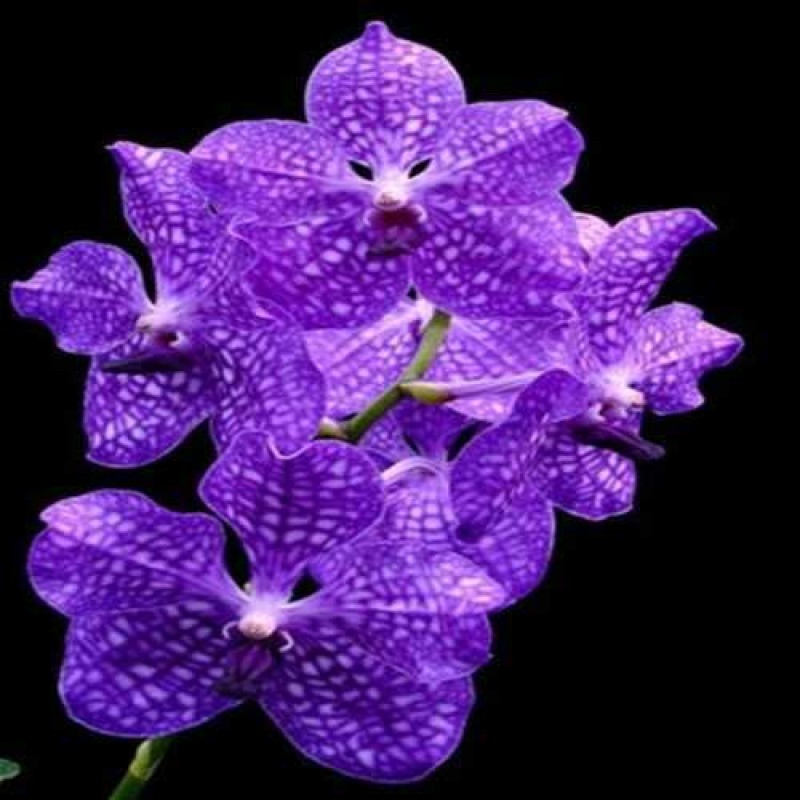 PAKCHONG BLUE * BLUE CLASSIC