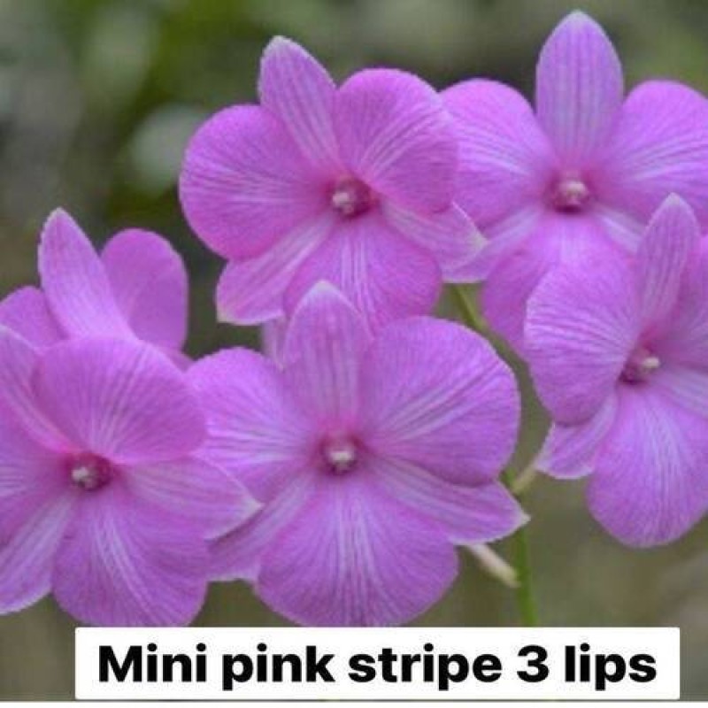 DENDROBIUM MINI PINK STRIPE 3 LIP MATURE