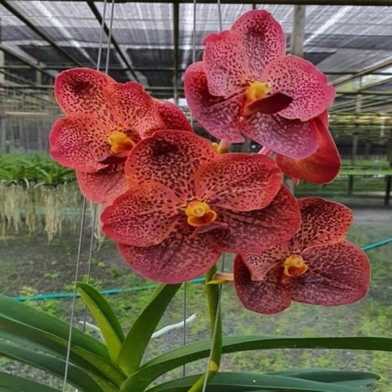 VANDA RUJIROJ