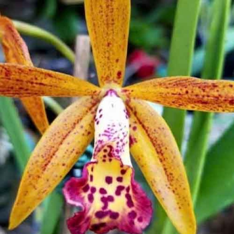 CATTLEYA RUSTIC SPOTS