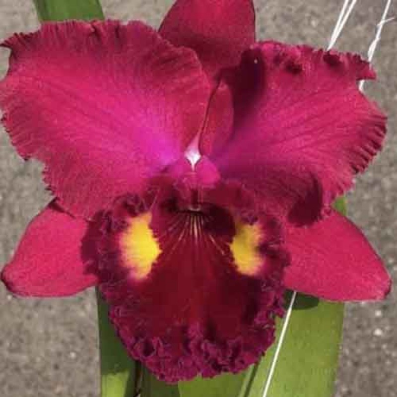 CATTLEYA  ANUCHENG RUBY