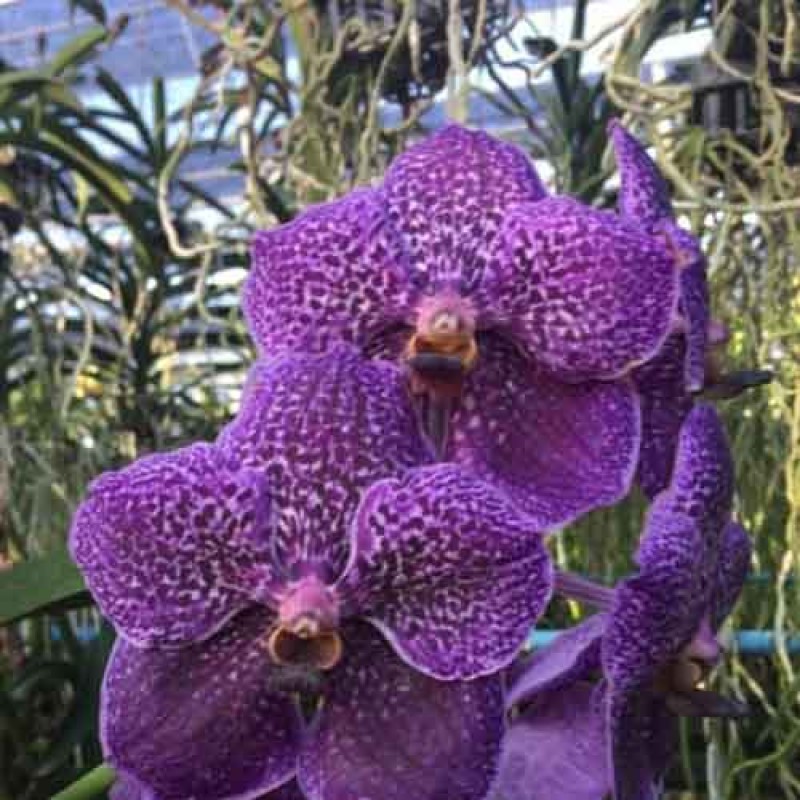 VANDA BLUE 655