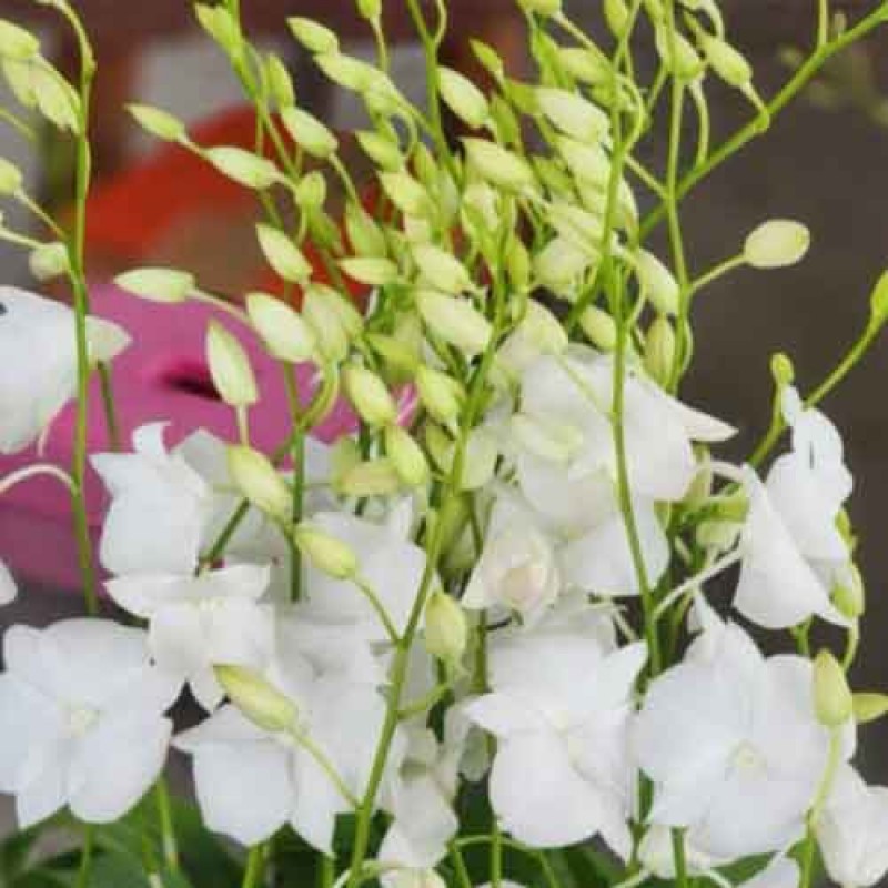 DENDROBIUM WHITE 3LIP (MATURE PLANT)