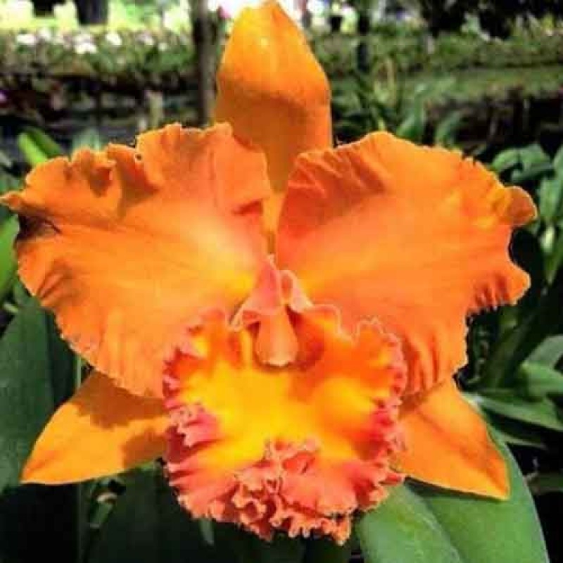 CATTLEYA SUVARNAPHUM DELIGHT VAR SALMON