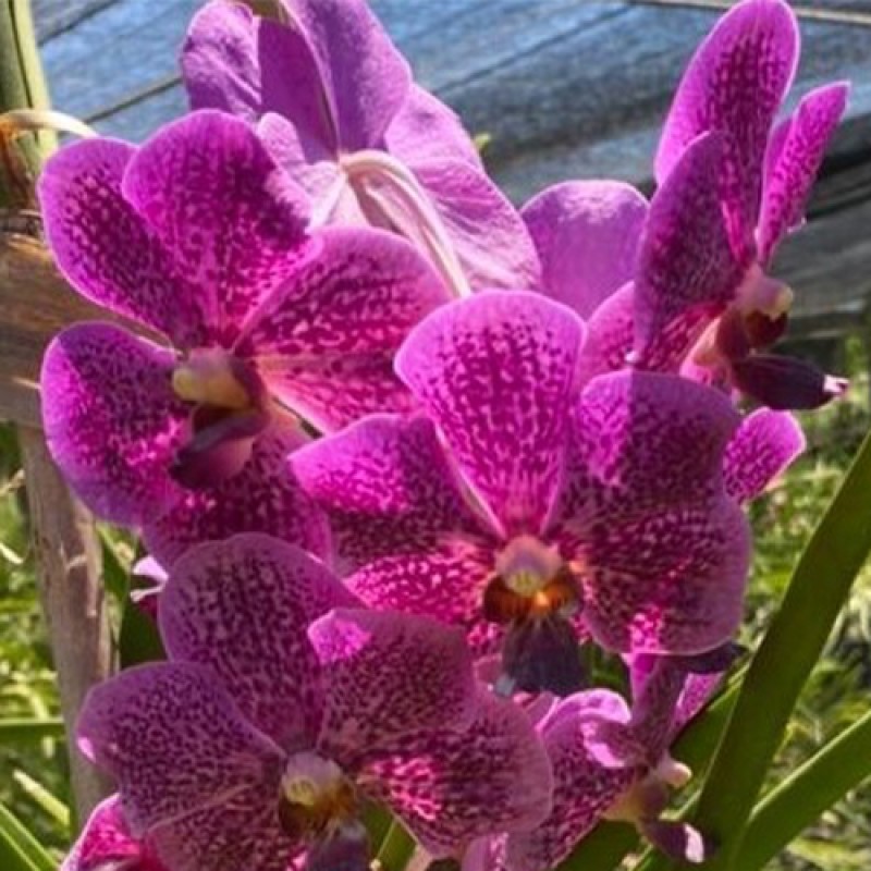 SUN VANDA - PURPLE