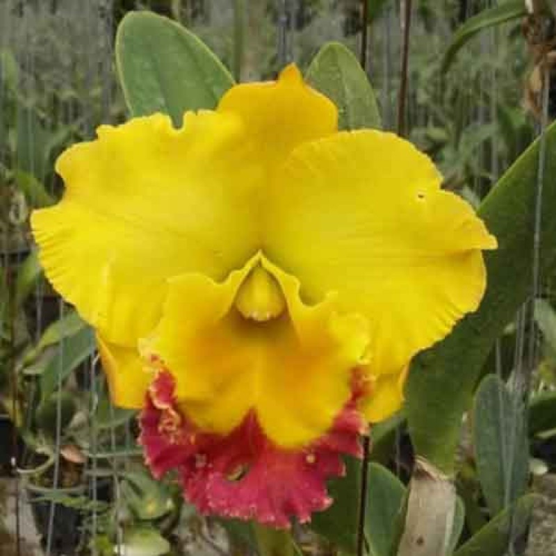 CATTLEYA TAKSINA GOLD