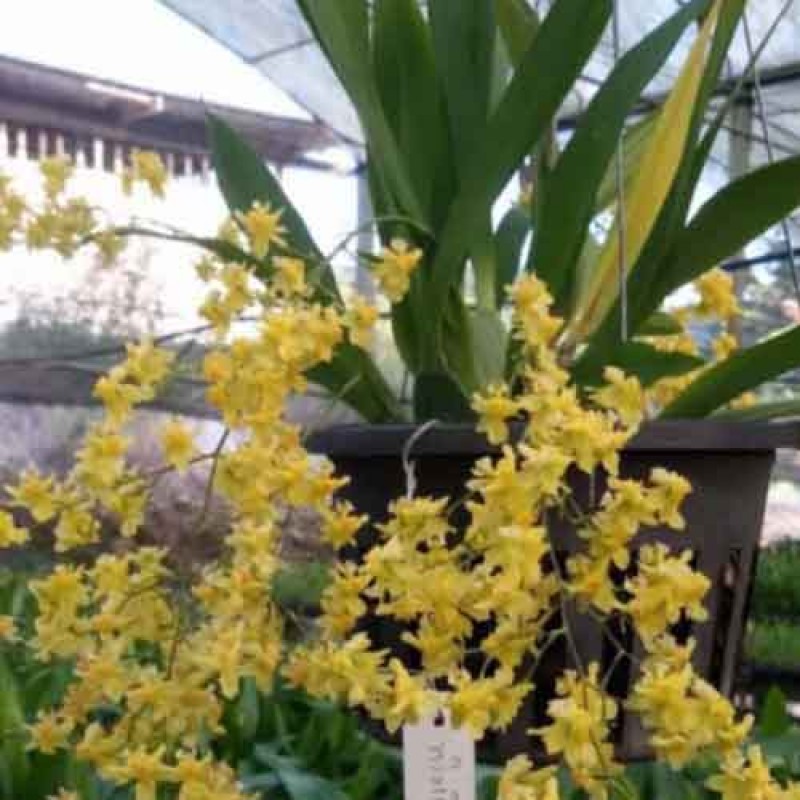 ONCIDIUM TWINKLE YELLOW MATURED 