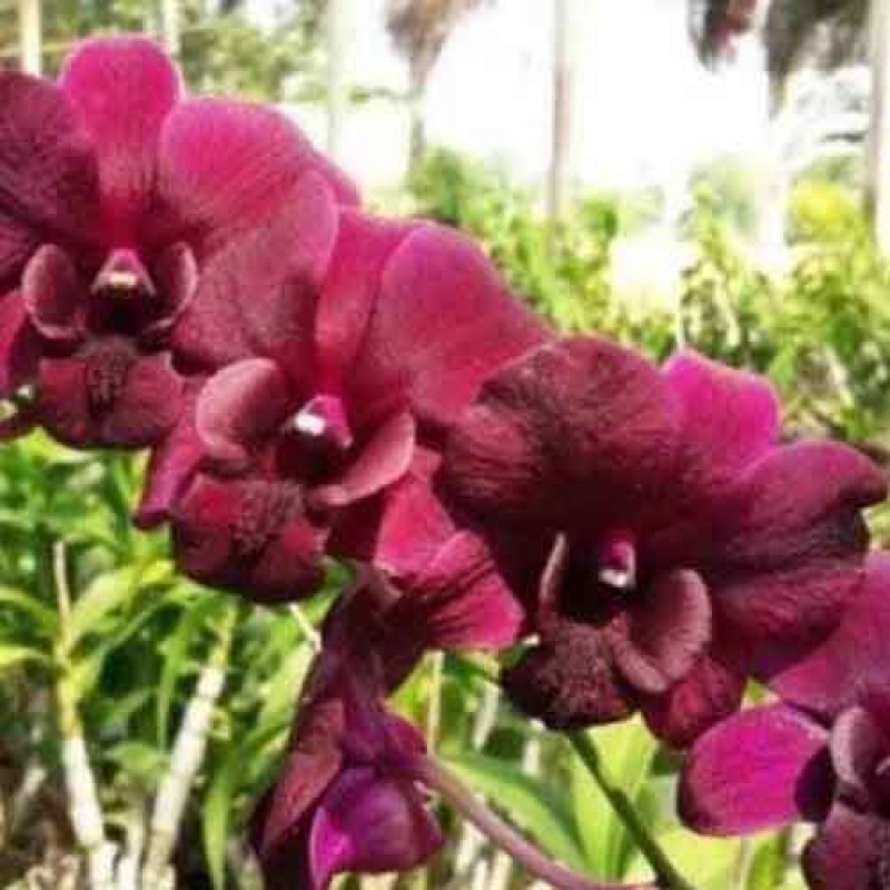 DENDROBIUM RED TOWN (MATURE PLANT)