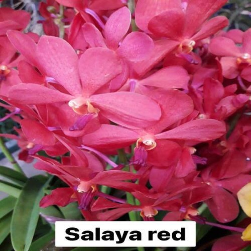 SALAYA RED(TC)