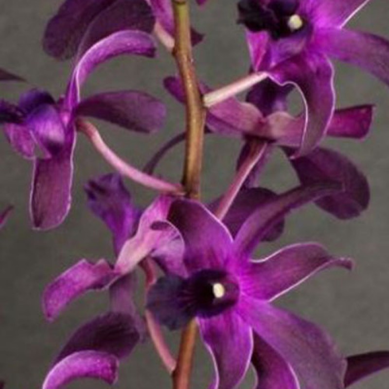 DENDROBIUM - B 1076