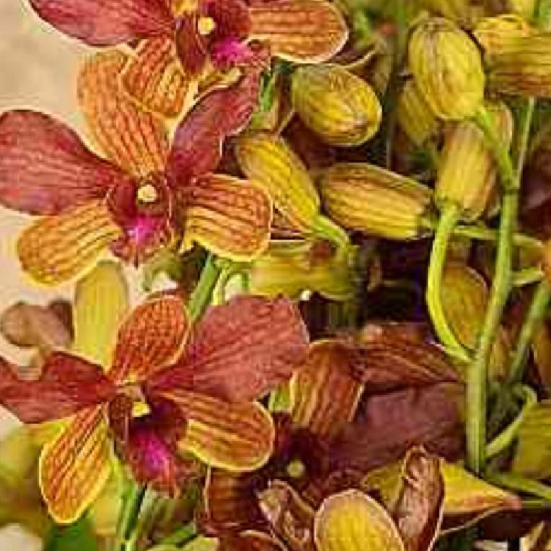 DENDROBIUM(MATURE PLANT) - WAXY BROWN RED