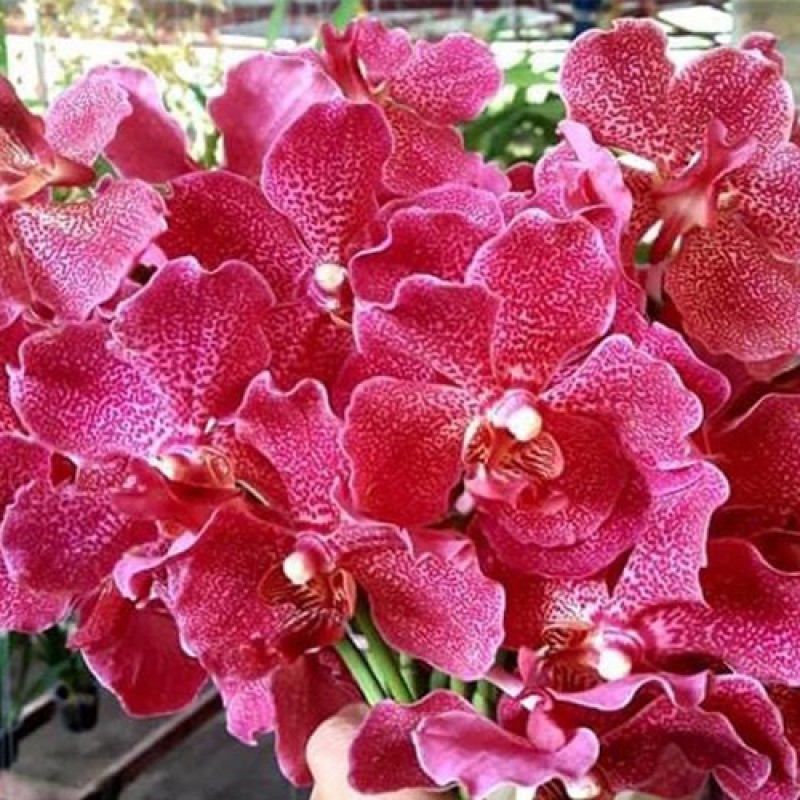 SUN VANDA - RED