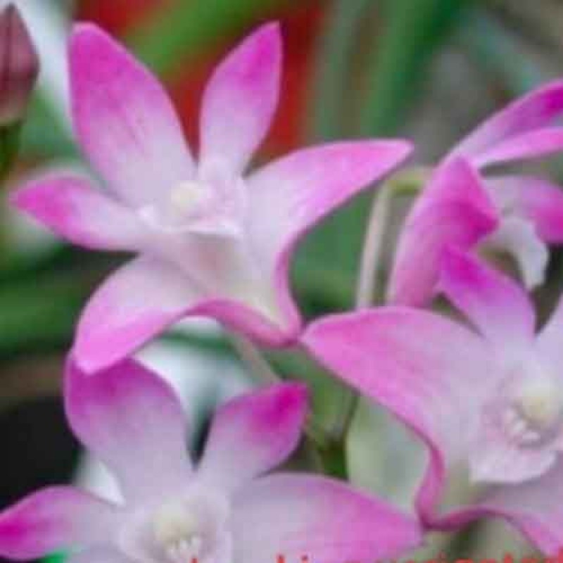 DENDROBIUM KING VERIGATED 