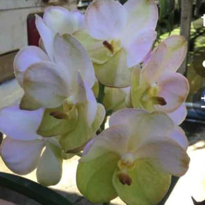 VANDA 2 TONE 572