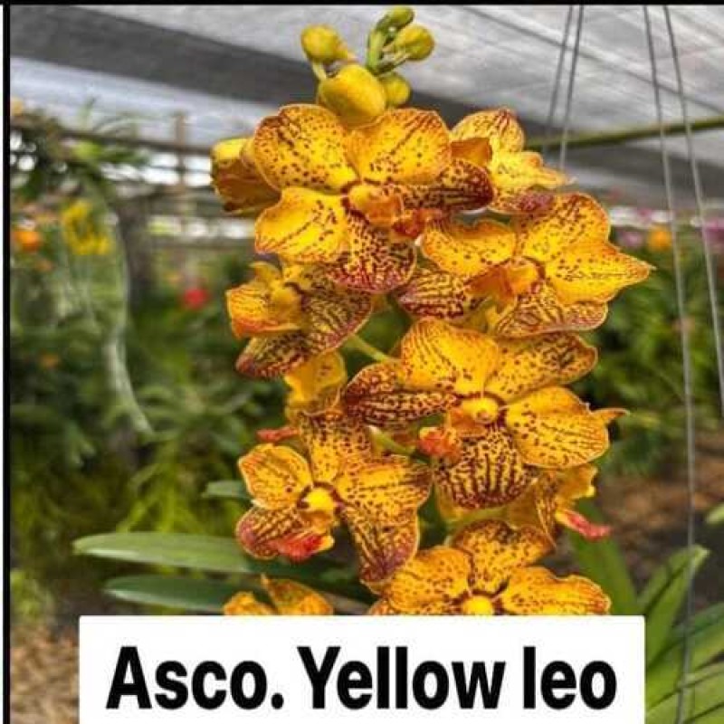 ASCO YELLOW LEO (MATURE PLANT)