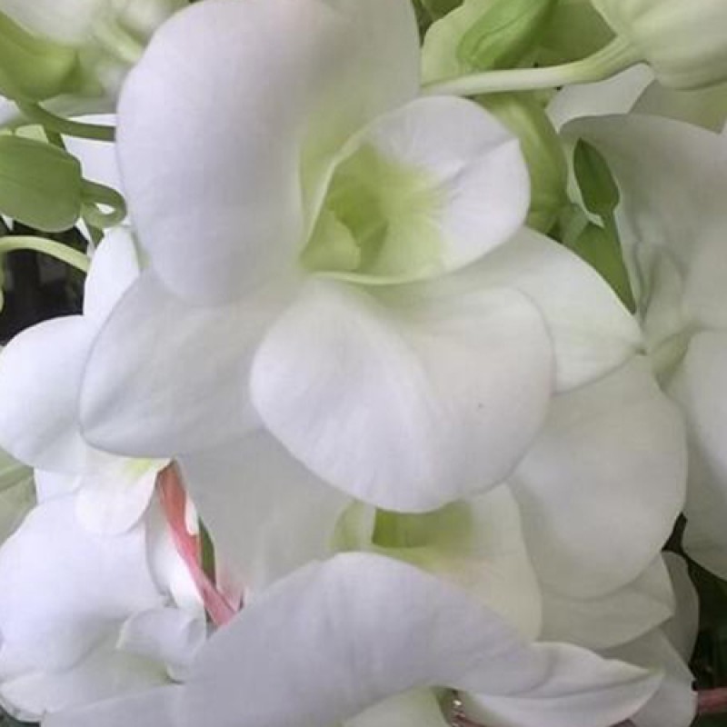 DENDROBIUM - BIG JUMBO WHITE 