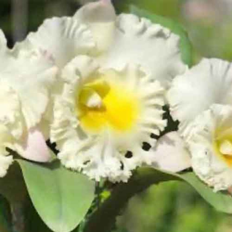 CATTLEYA SIAM WHITE