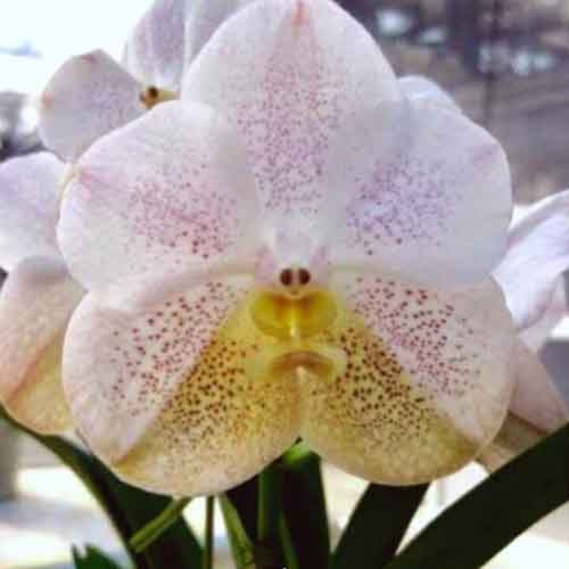 VANDA DERBANG DELIGHT