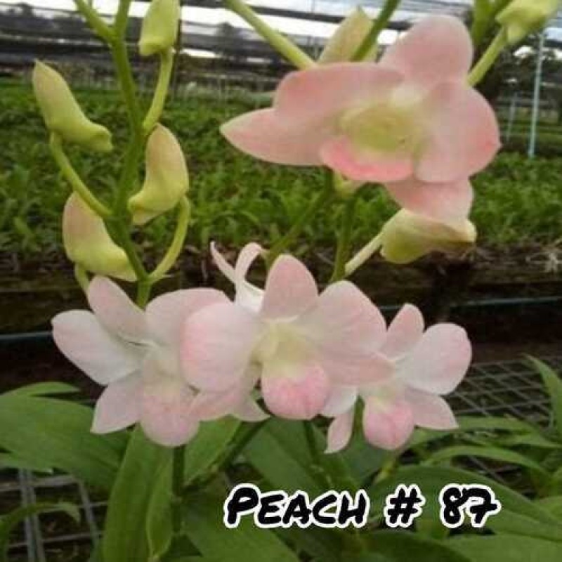 DENDROBIUM SEEDLING - PEACH # 87