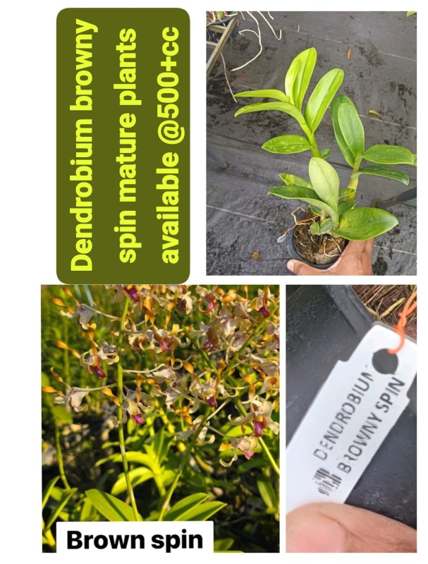 DENDROBIUM(MATUIRE)BROWNY SPIN