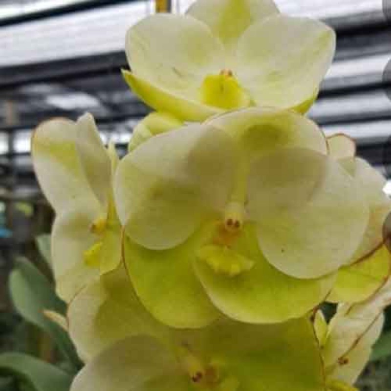 VANDA HONG SILP