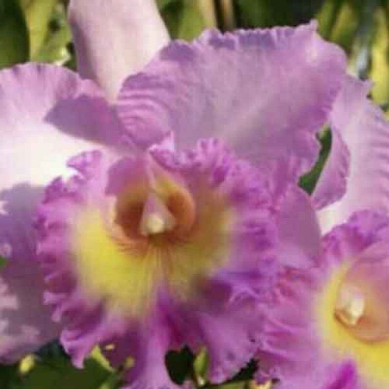 CATTLEYA MAHEENA JAHIRO