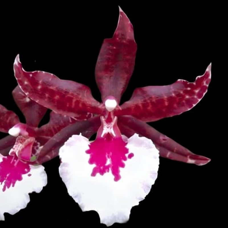 MASSAI WHITE (MOSS MATURE PLANT)	