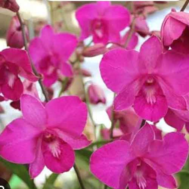 DENDROBIUM PANCHARAT PINK (MATURE PLANT)