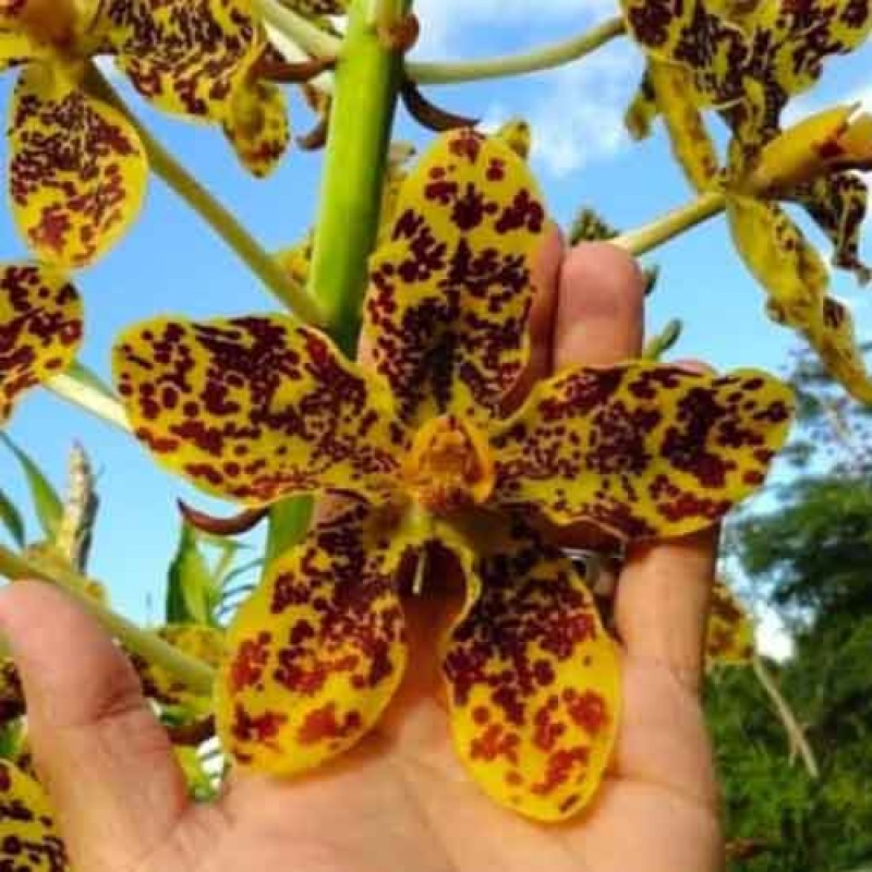 ONCIDIUM GRAMMTOPHYLLUM