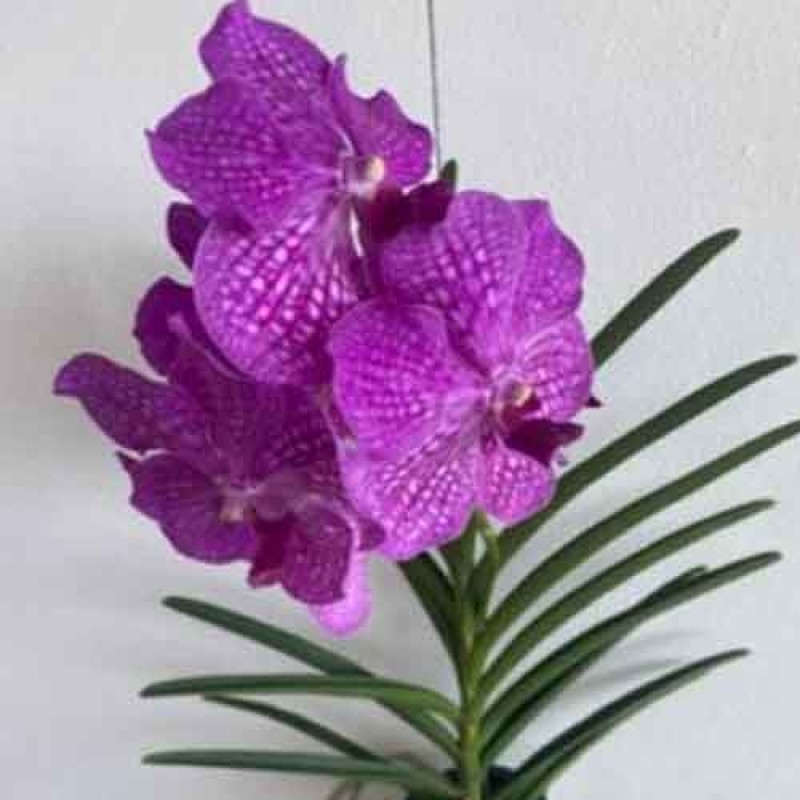 SUN VANDA - HIRO ROSE x FUCH DELIGHT