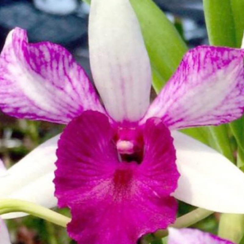 DENDROBIUM - FREIDA