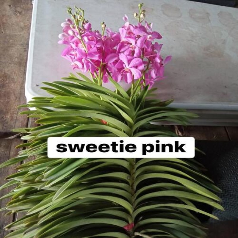 SWEETIE PINK(TC)