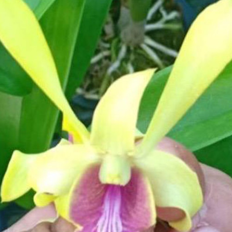 DENDROBIUM - RABBIT YELLOW BIG LIP 