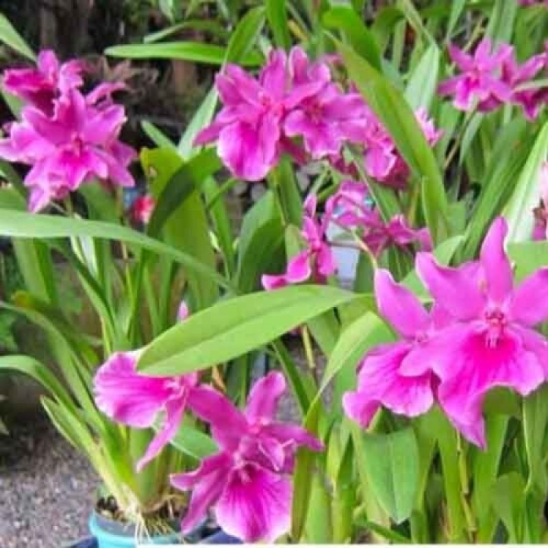 MILTONIA PINK(MATURE PLANT)