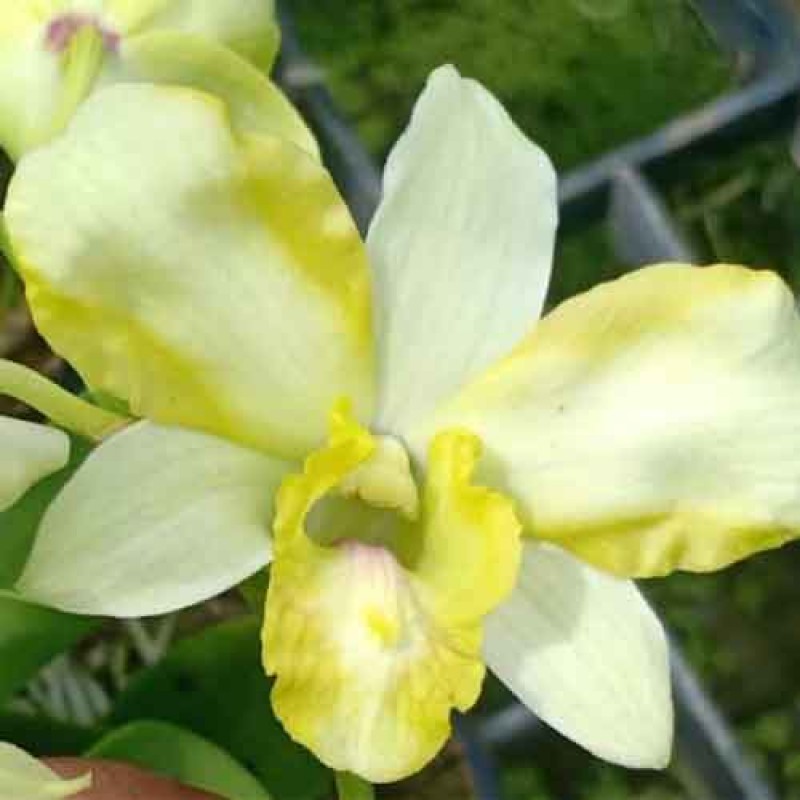 DENDROBIUM STAR BRIGHT EMERALD( MATURE PLANT)