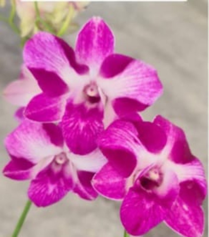 DENDROBIUM - DORAEMON RED 