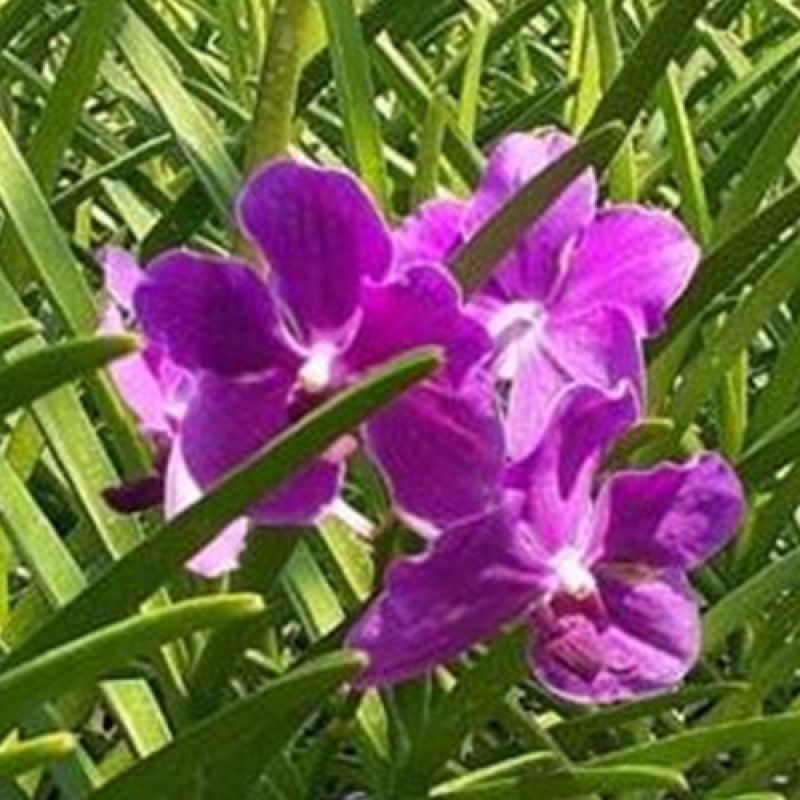 SUN VANDA - BIG BLUE