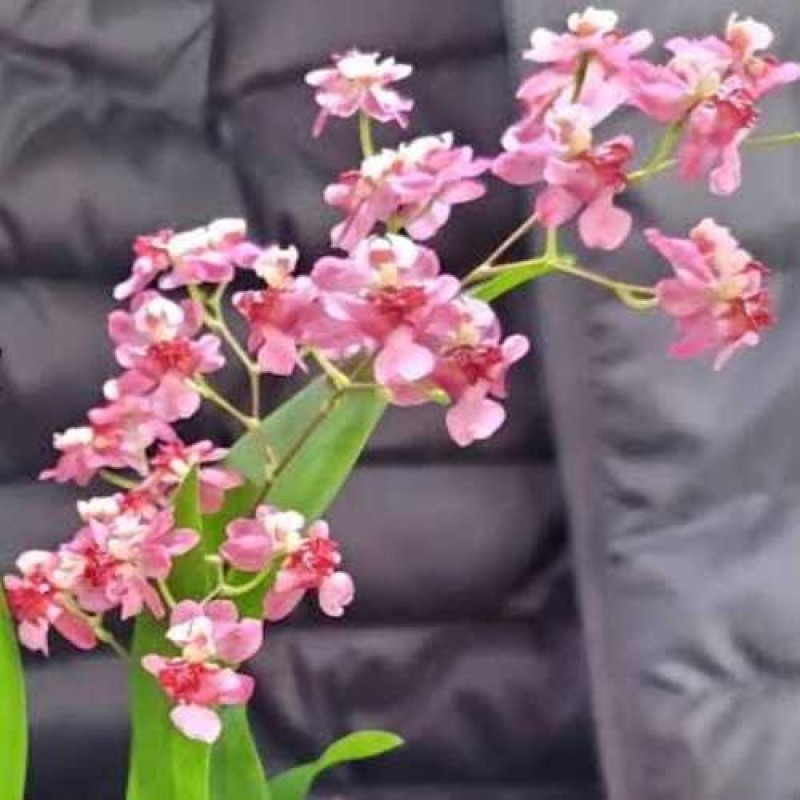 ONCIDIUM TWINKLE PINK(MATURE)