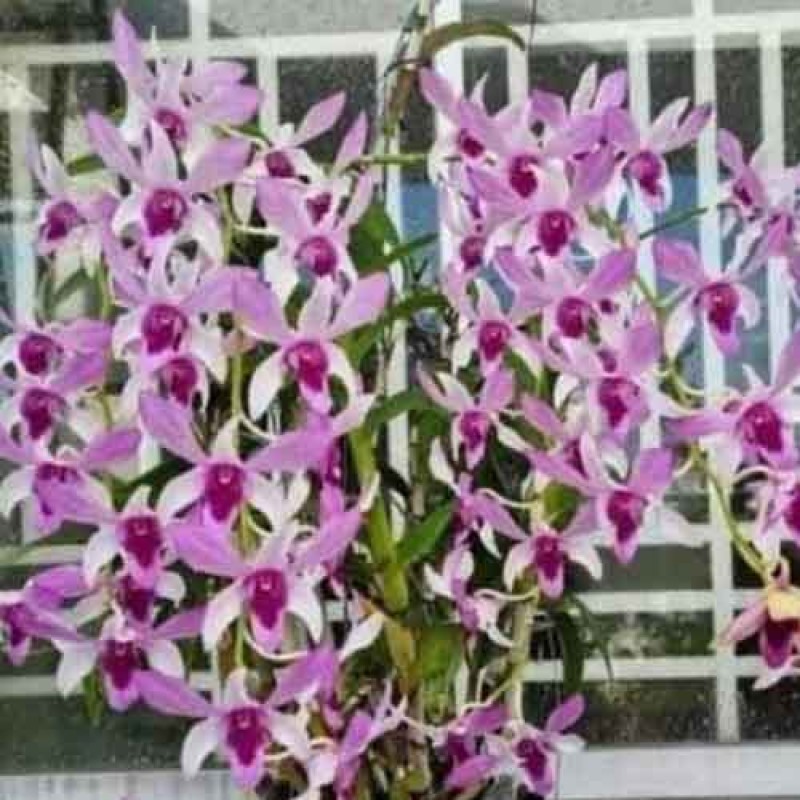 DENDROBIUM CAESAR TWO TONE (MATURE PLANT)