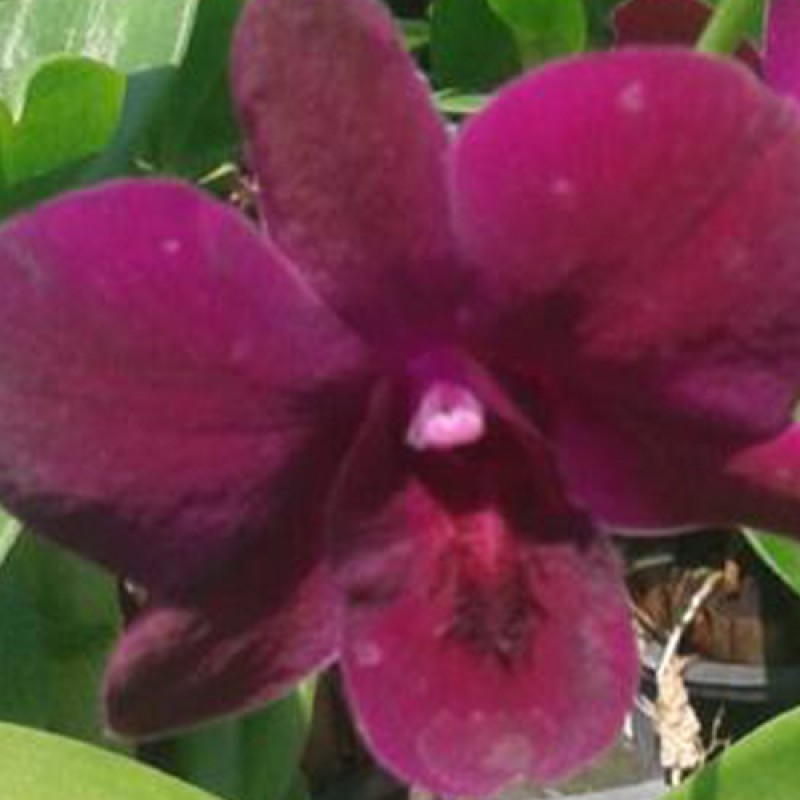 DENDROBIUM - LADDAWAN RED 