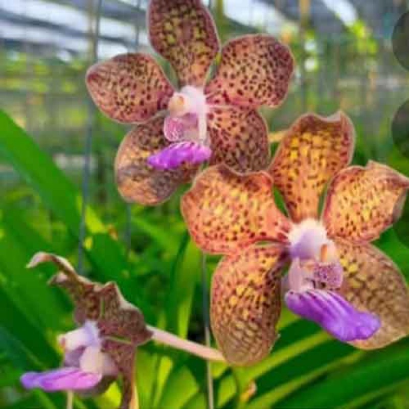 VANDA MIMI PLAMER