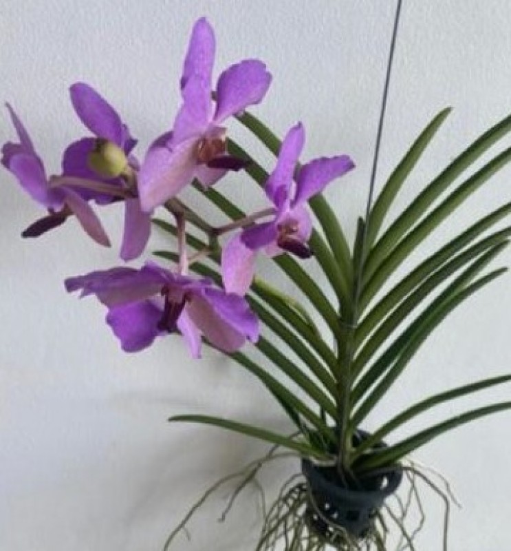 SUN VANDA - MISS JOAQUIM x BANGKOK BLUE