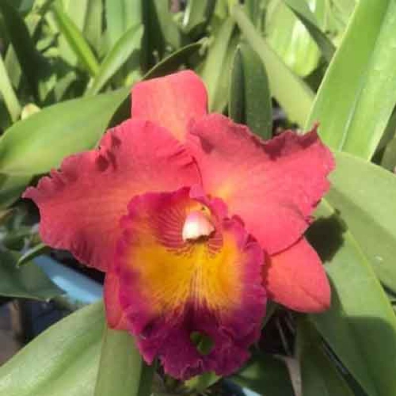 CATTLEYA THOOGCHI  ORANGE