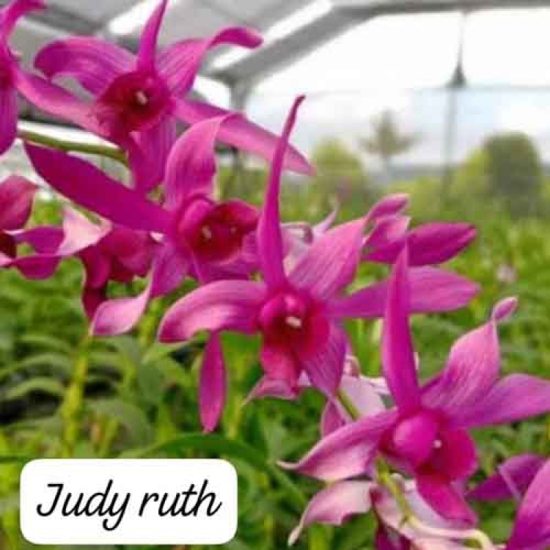 DENDROBIUM JUDY RUTH (MATURE PLANT)