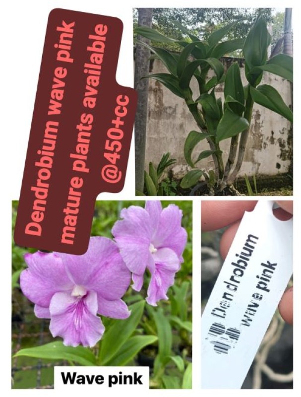 DENDROBIUM-WAVE PINK (MATURE)
