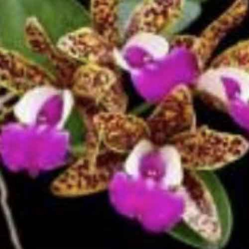 CATTLEYA RATSRIMA SPOT 