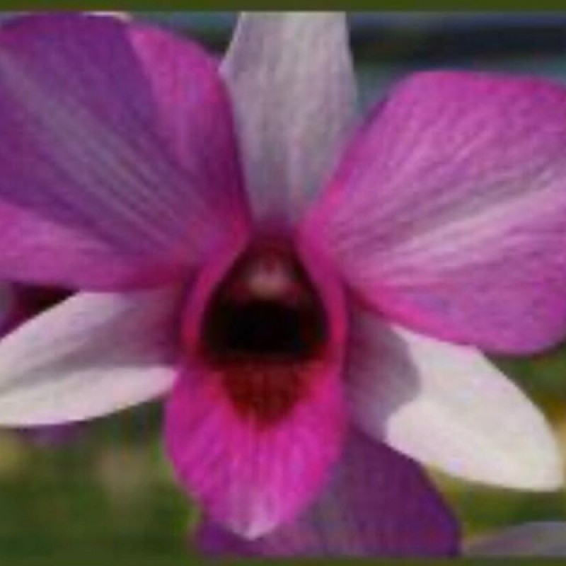 DENDROBIUM - SUGAR PINK 