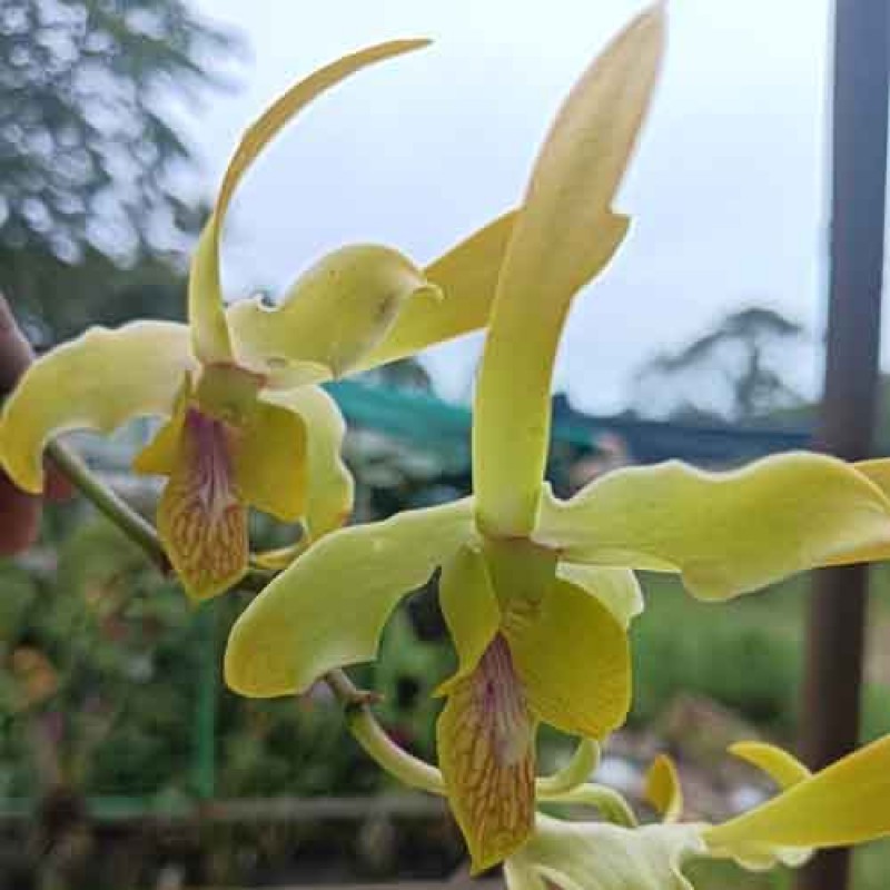 DENDROBIUM STAR YELLOW (MATURE PLANT)