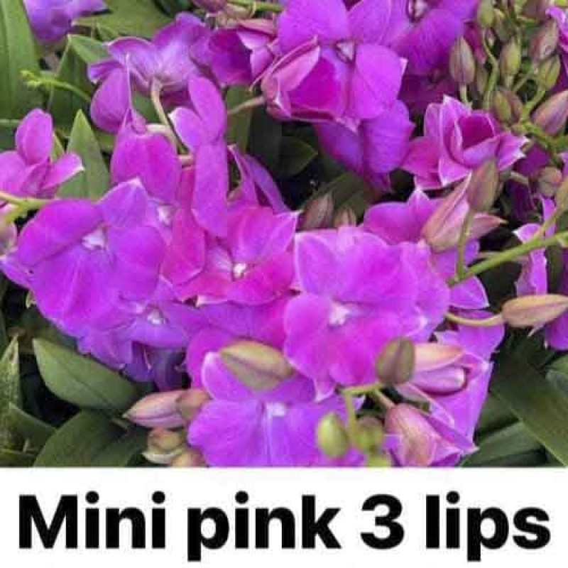 MINI PINK 3LIP (MATURE PLANT)