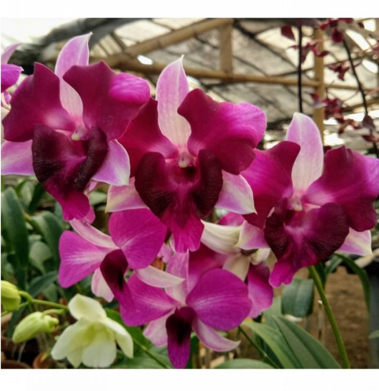 DENDROBIUM - KING RED SPLASH